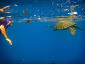 Punta Vicenta Roca, Galapagos 548.jpg